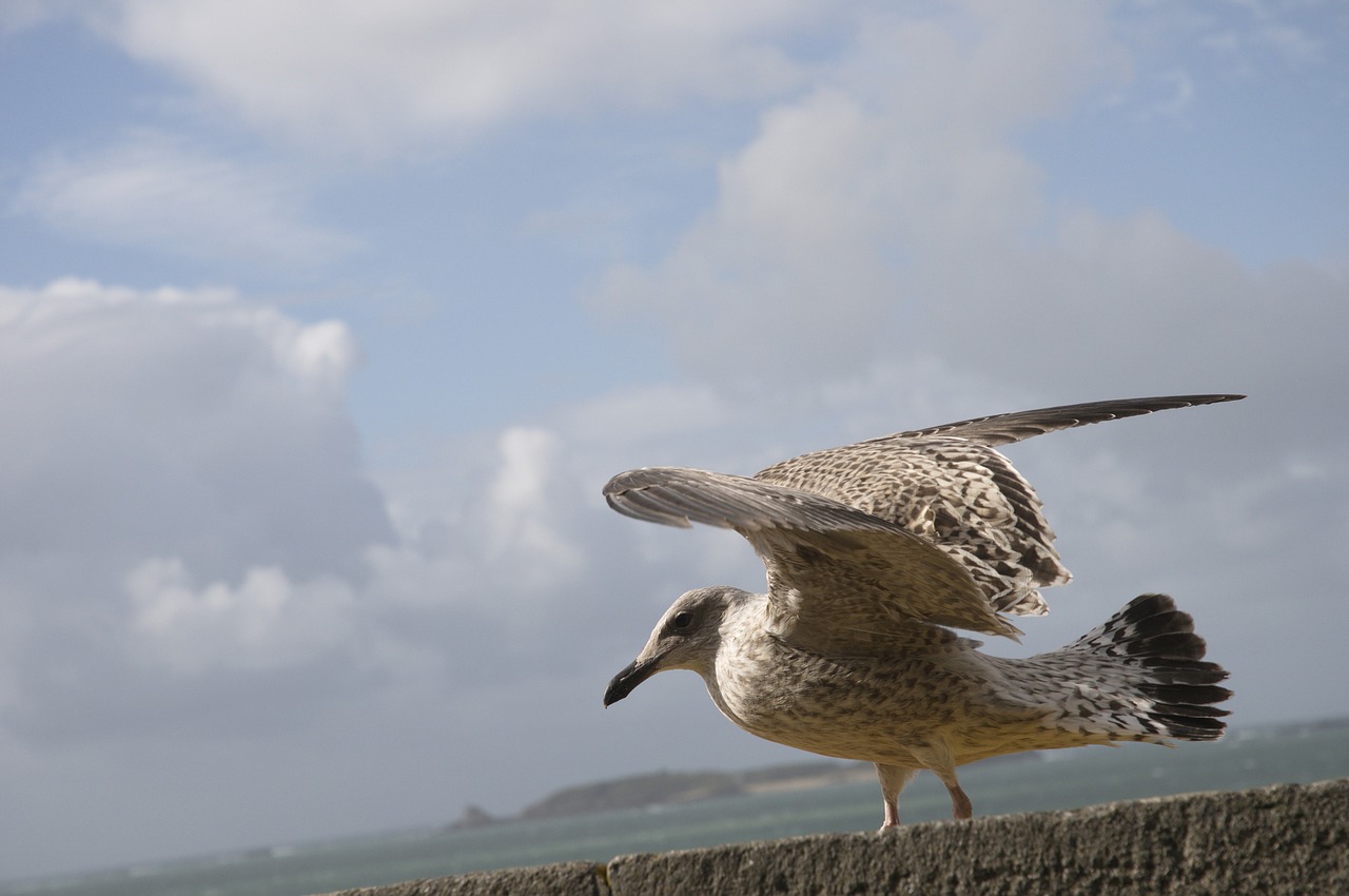 seagull cloud bird free photo