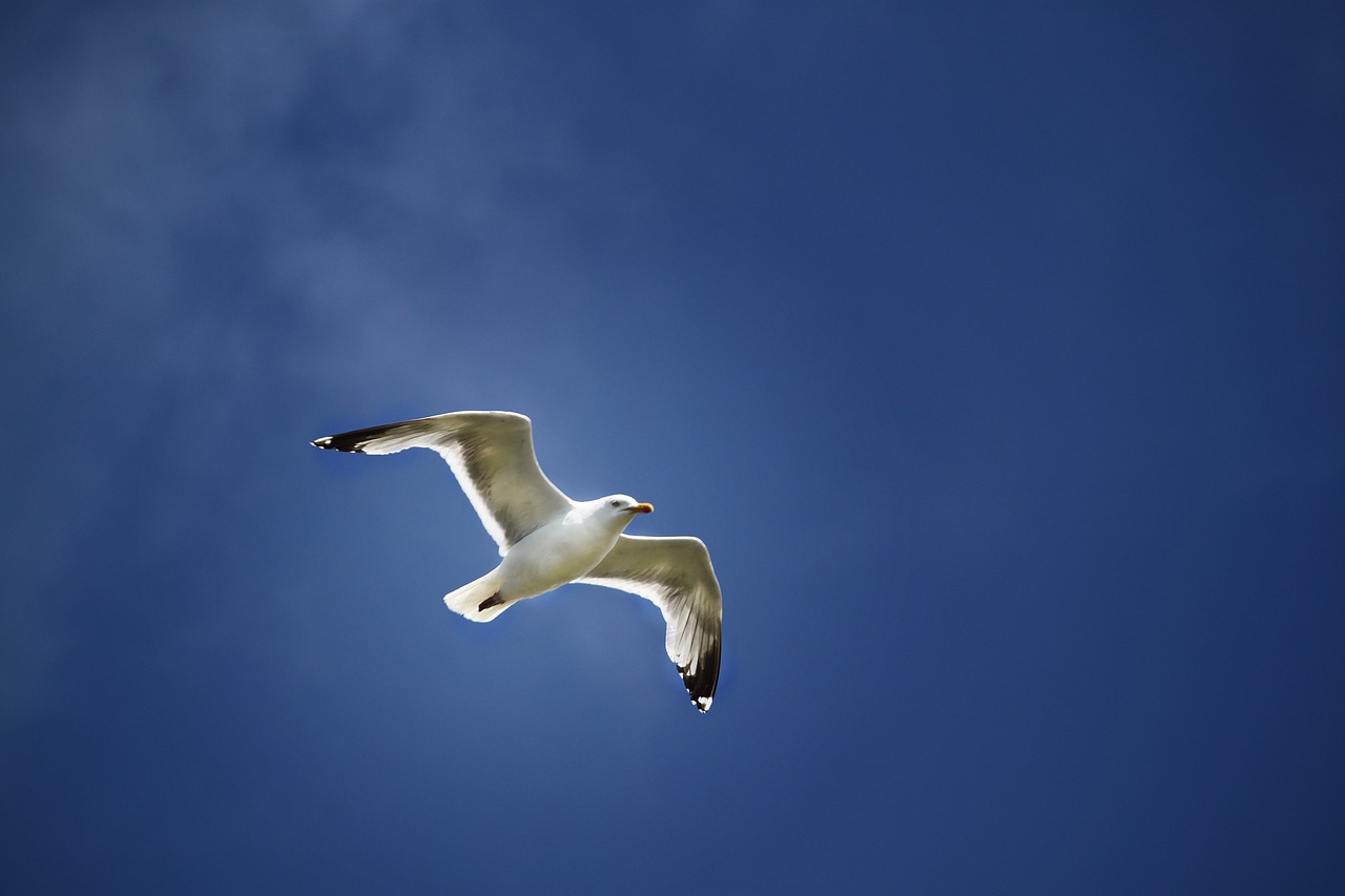 seagull flight wings free photo