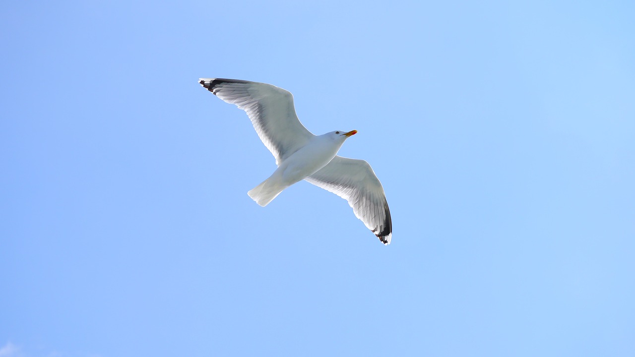 seagull bird sky free photo