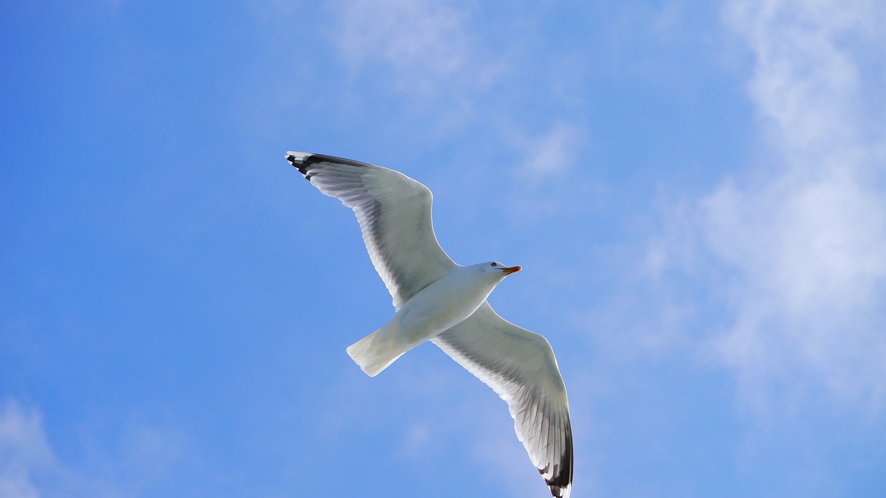 seagull bird seevogel free photo