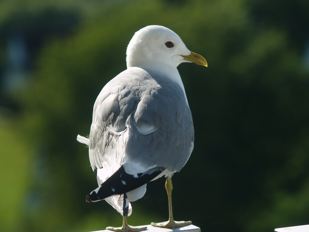 seagull seevogel close free photo