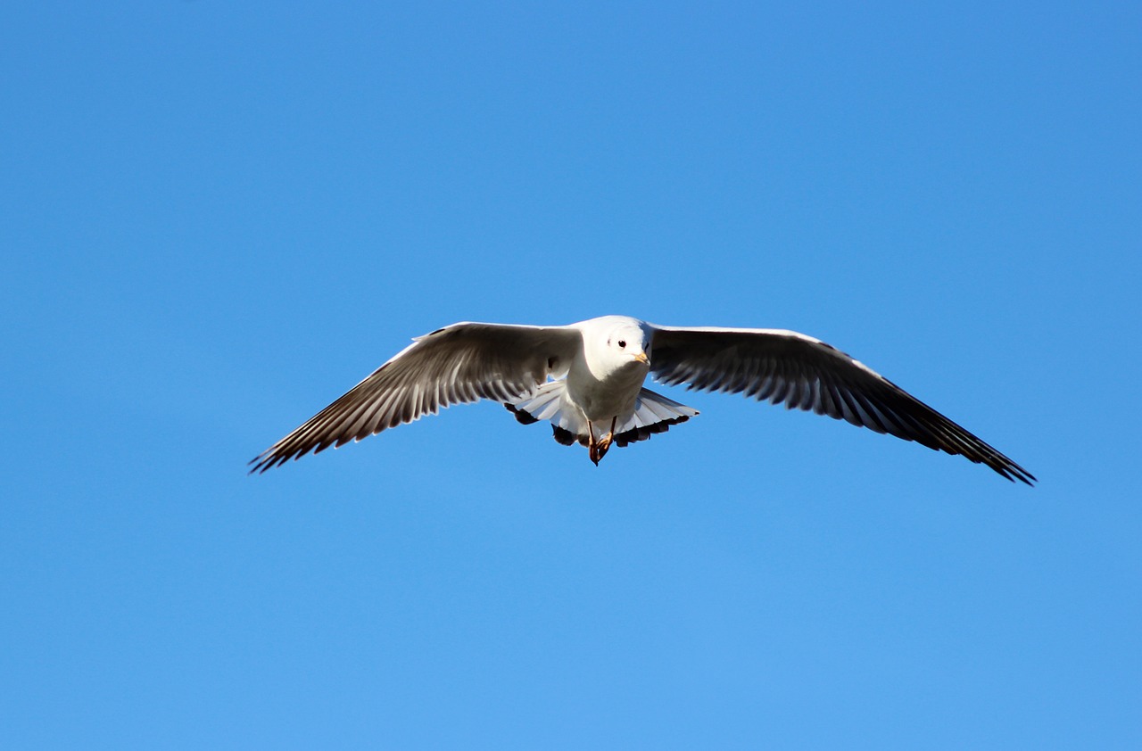 seagull flying bird free photo