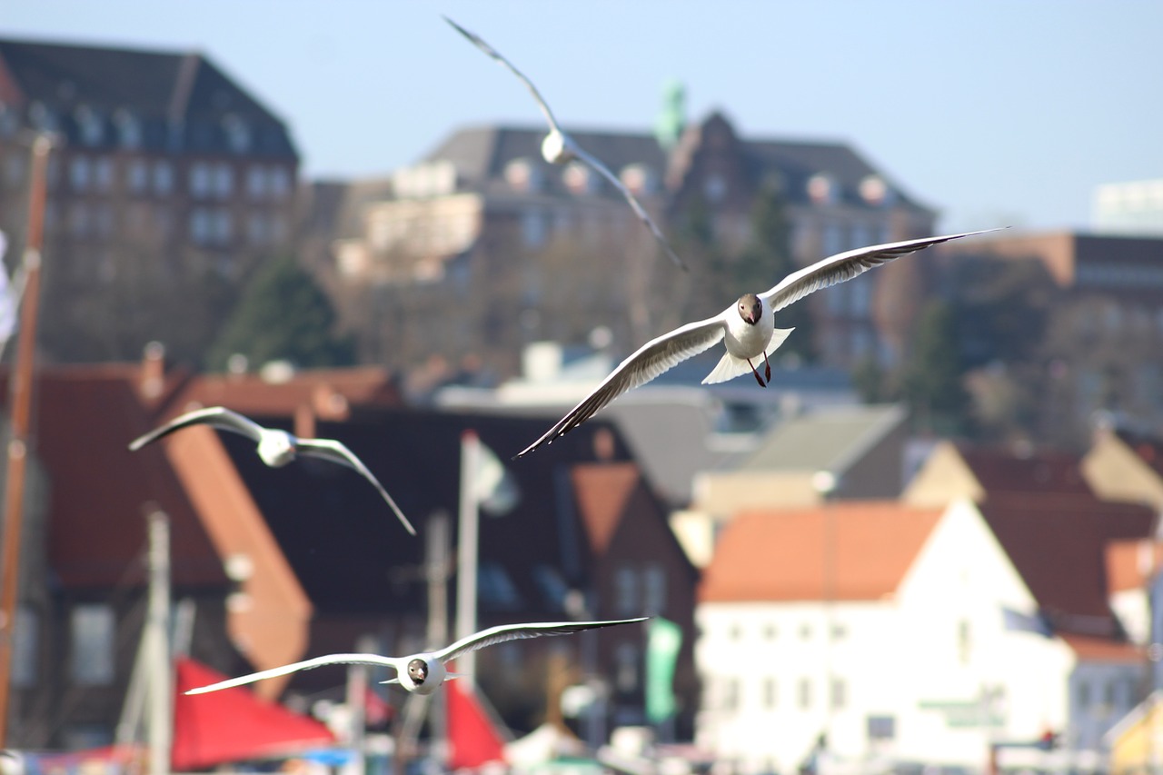 seagull flying bird free photo