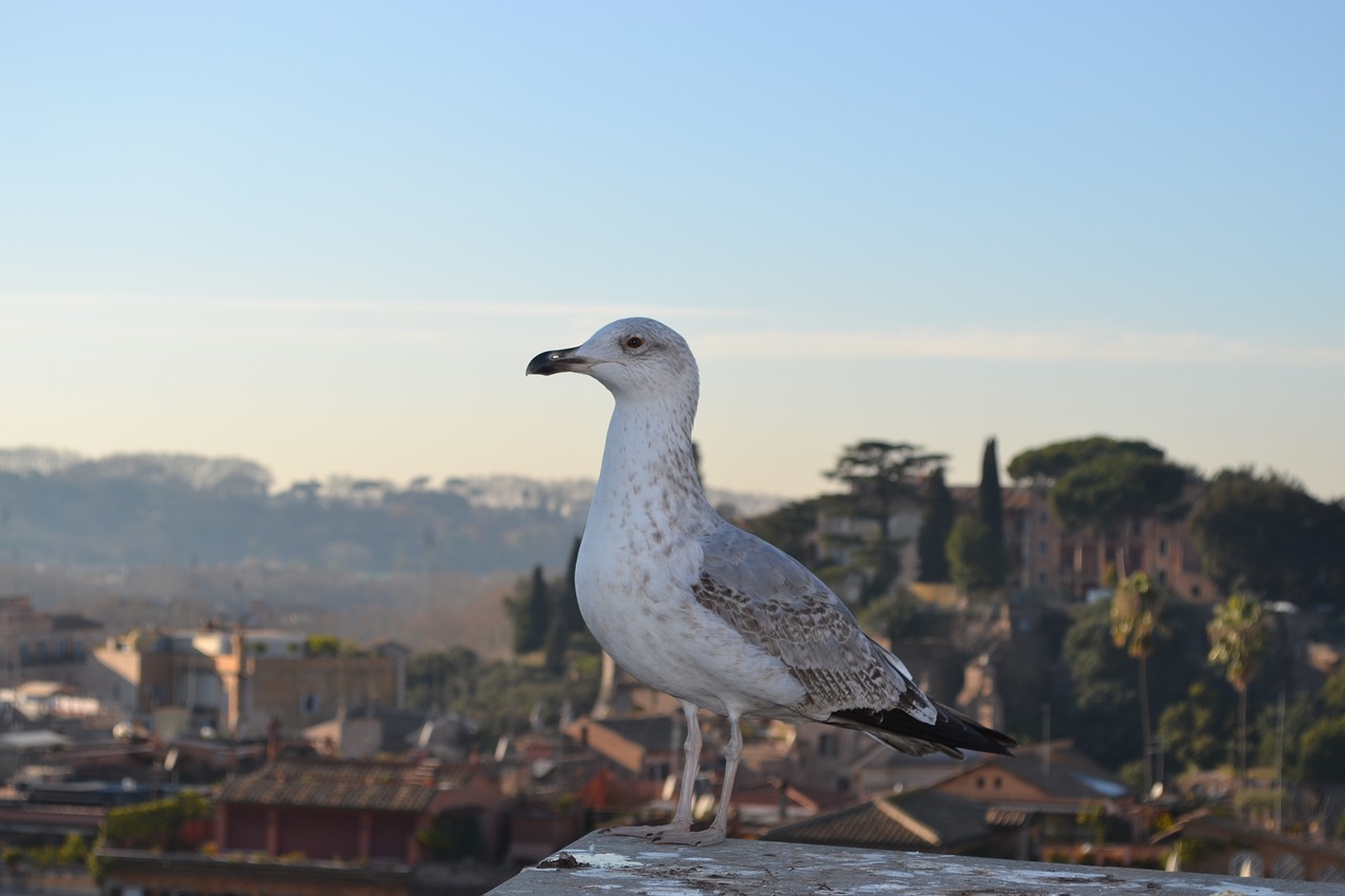 seagull bird fauna free photo