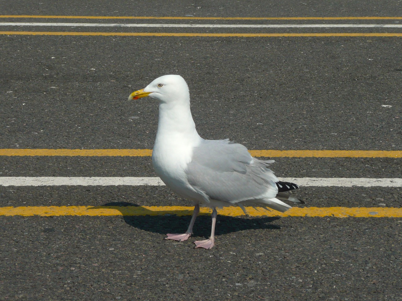 seagull road bird free photo