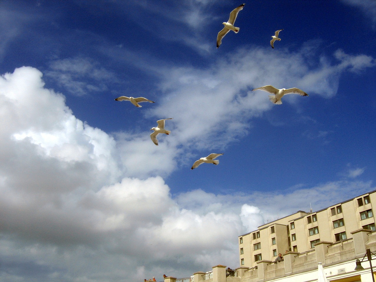 seagull gulls blue free photo