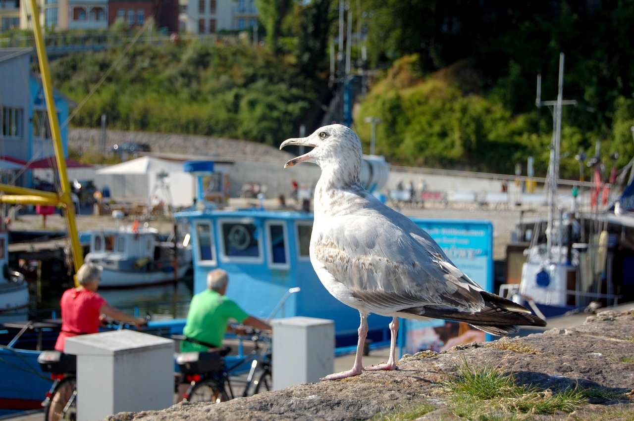 seagull port waterfowl free photo