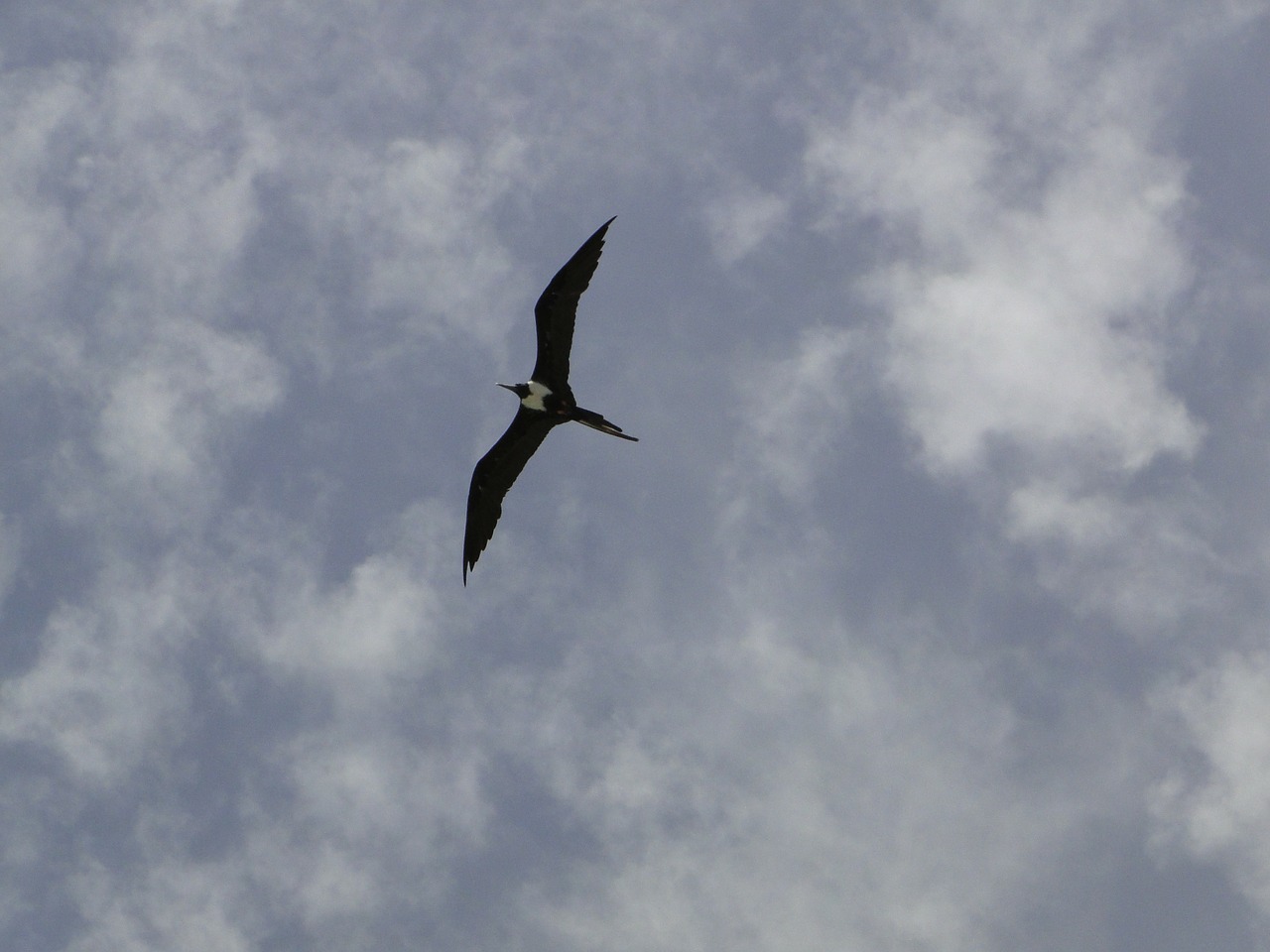 seagull profile sky free photo