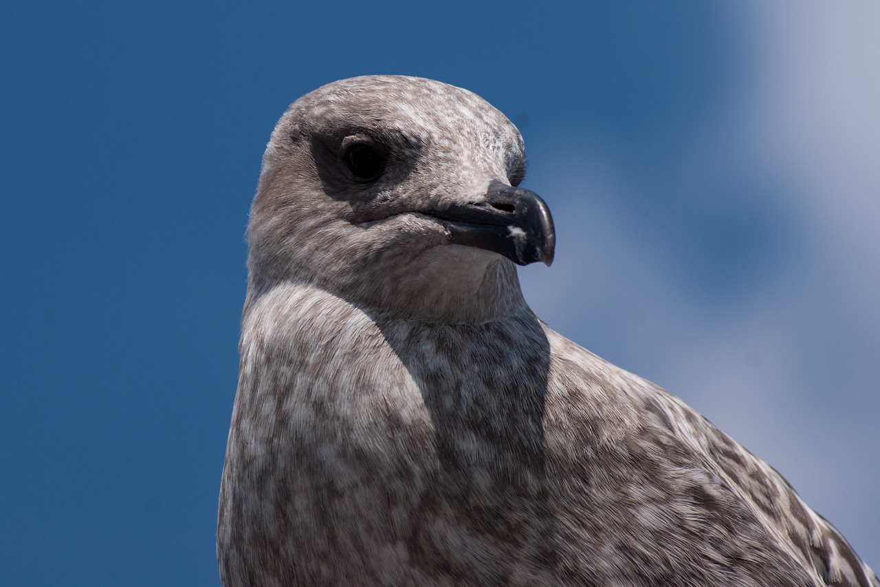 seagull baltic sea travemünde free photo