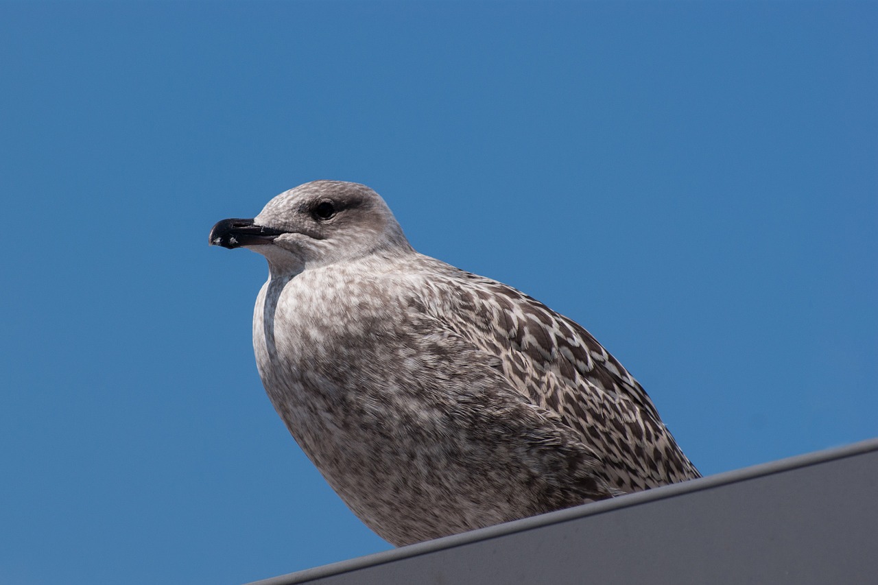 seagull bird feather free photo