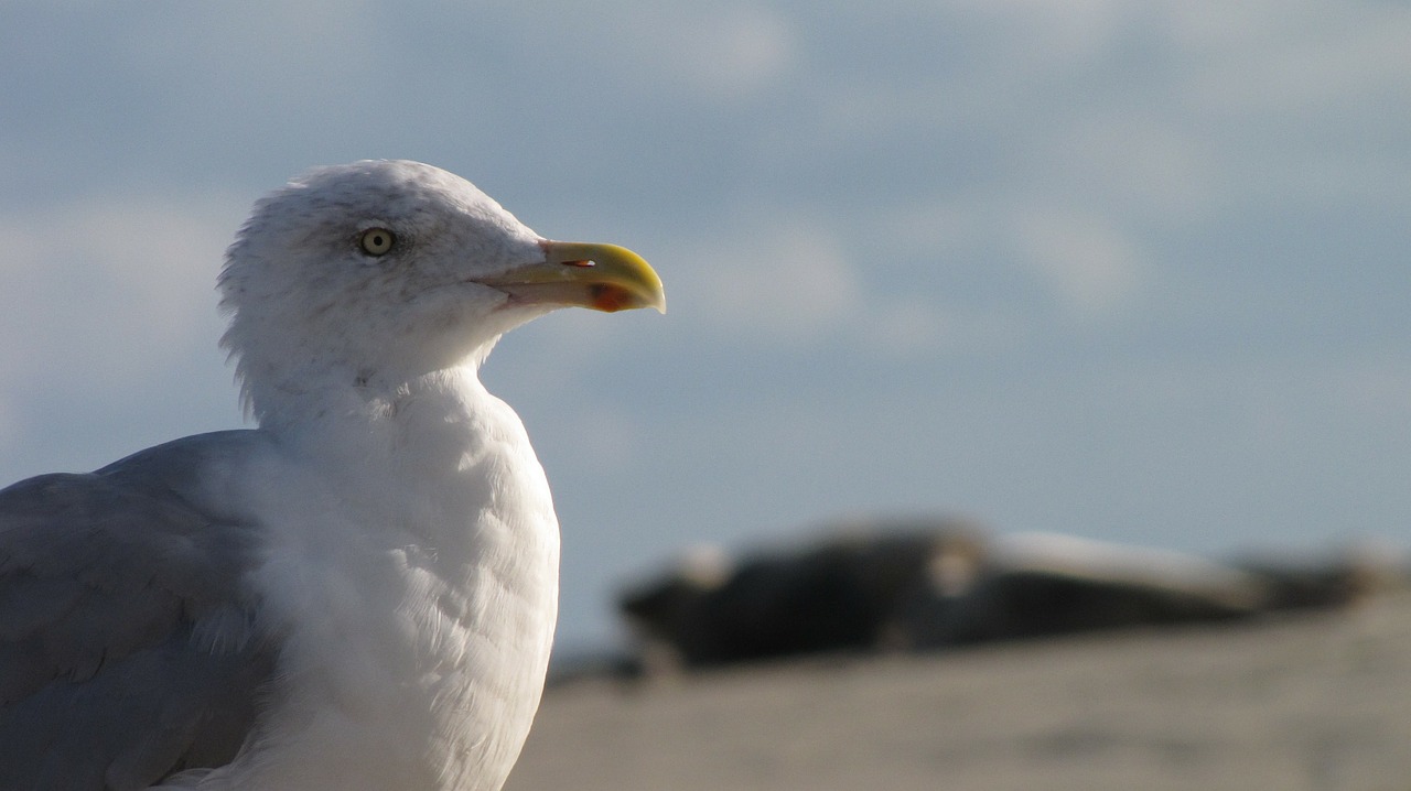 seagull beach borkum free photo