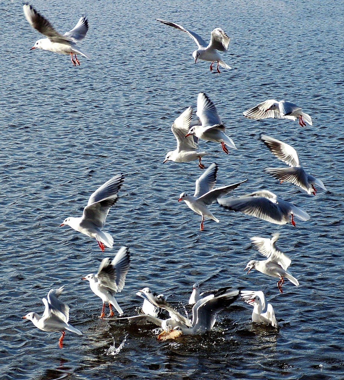 seagull bird sea free photo