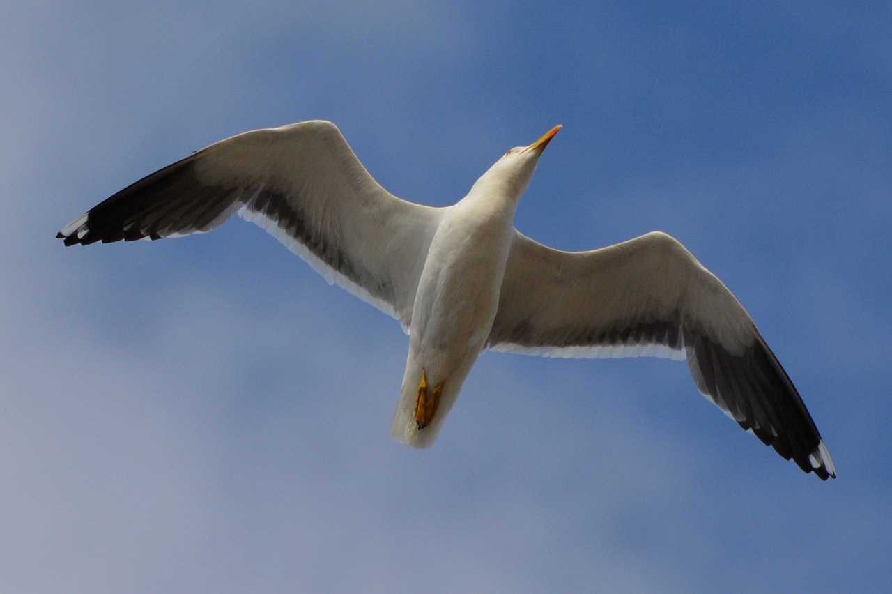 seagull animal bird free photo