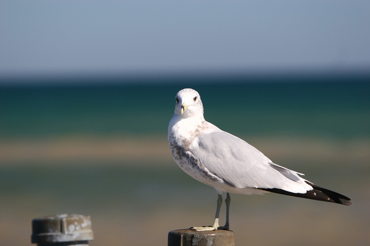 seagull bird beach free photo