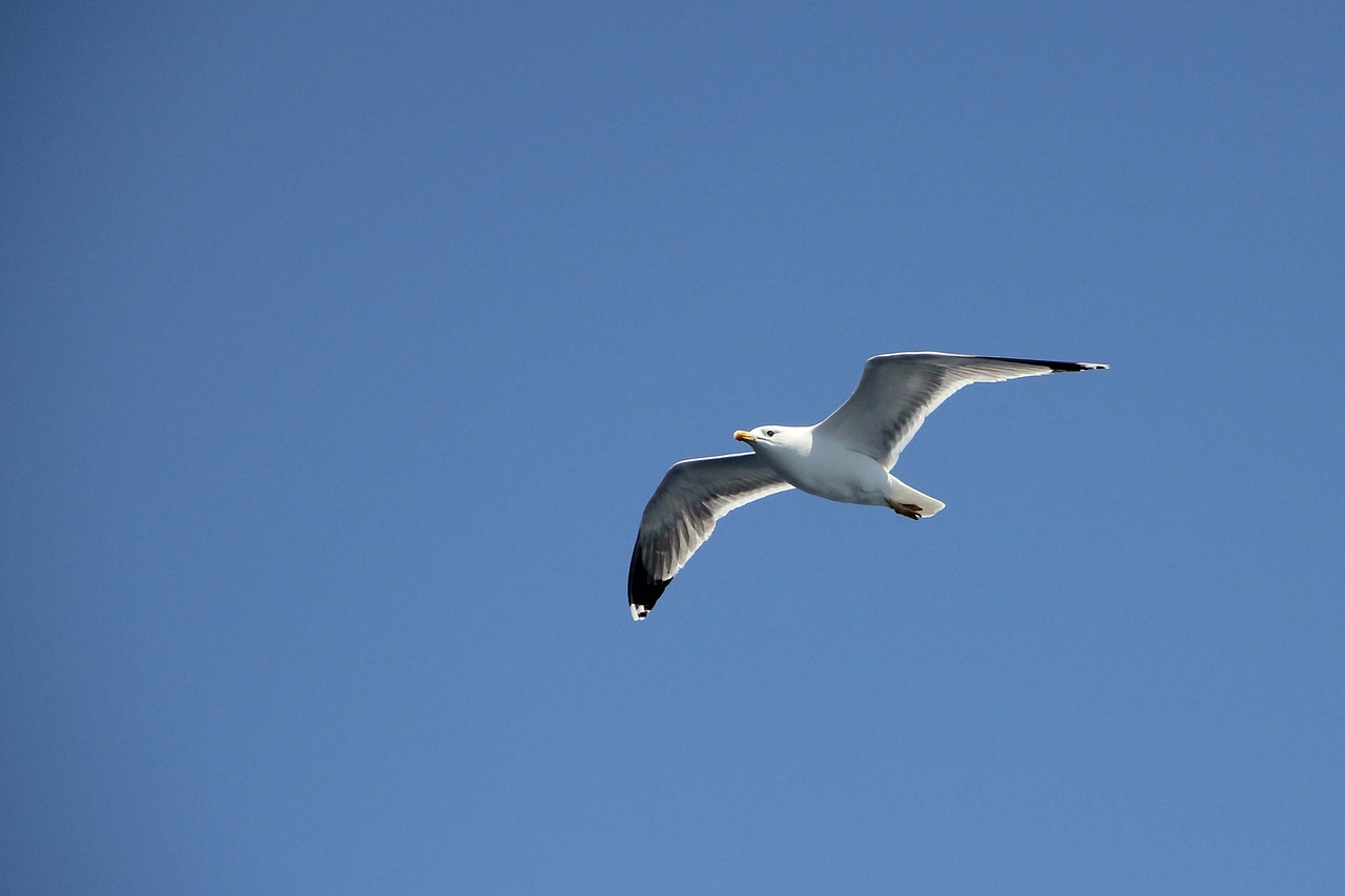 seagull fly sky free photo