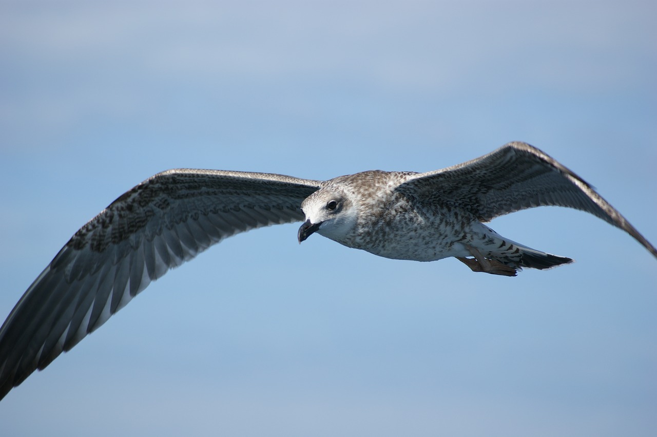 seagull water sea free photo