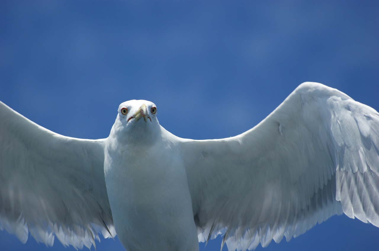 seagull water sea free photo