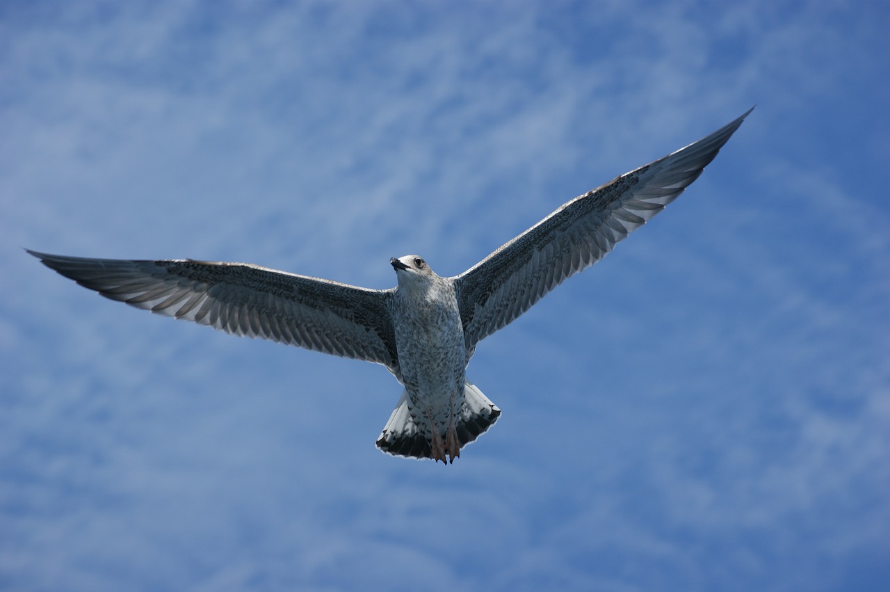 seagull water sea free photo