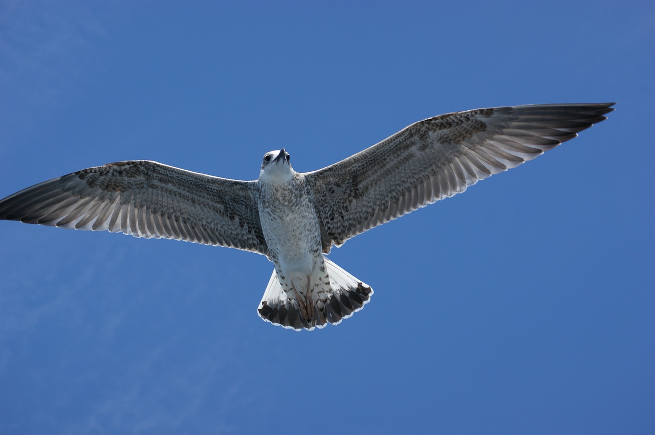 seagull water sea free photo