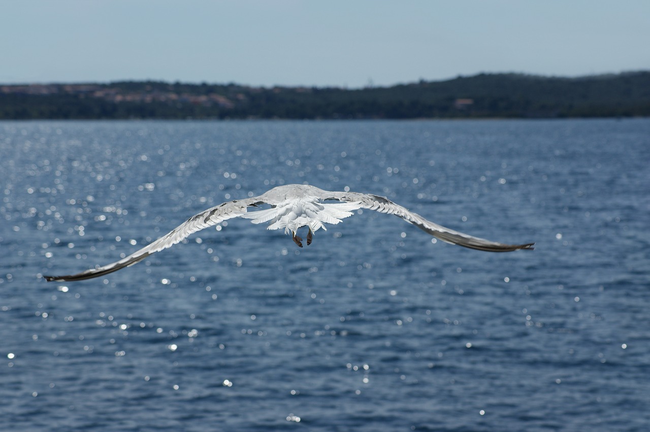 seagull water sea free photo
