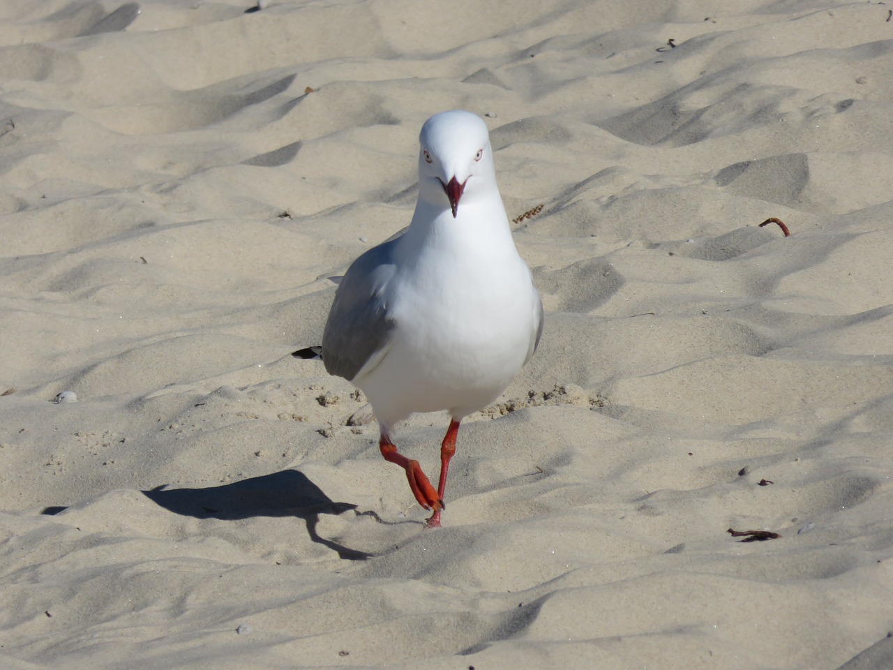 seagull beach bird free photo