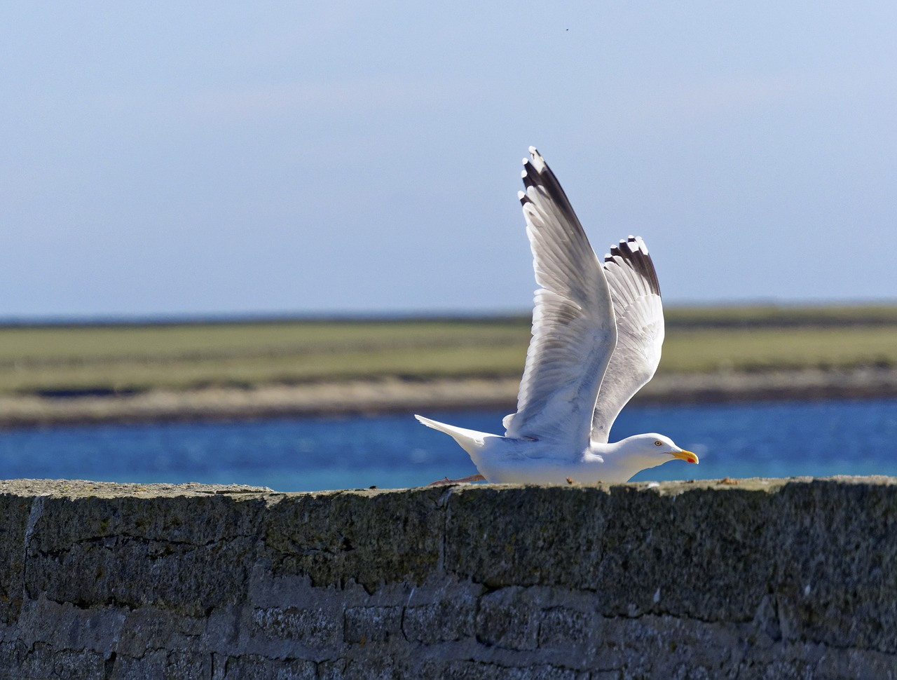 seagull flying sea free photo