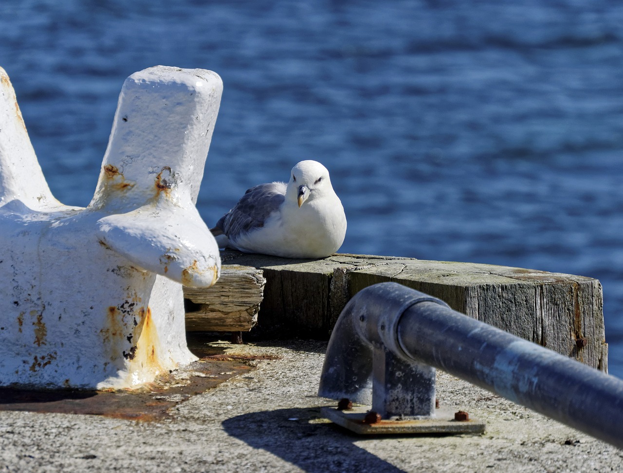 seagull pier sea free photo