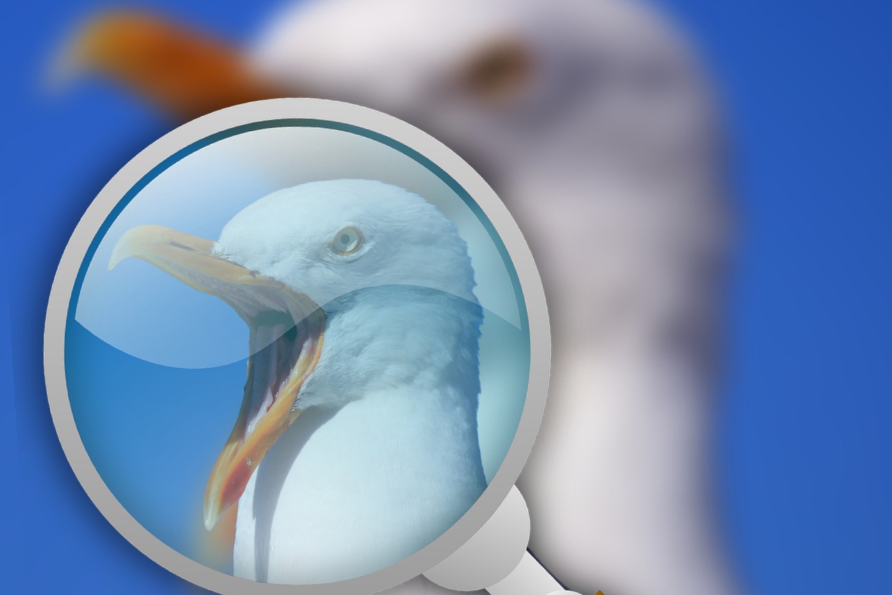 seagull magnifying glass bird free photo