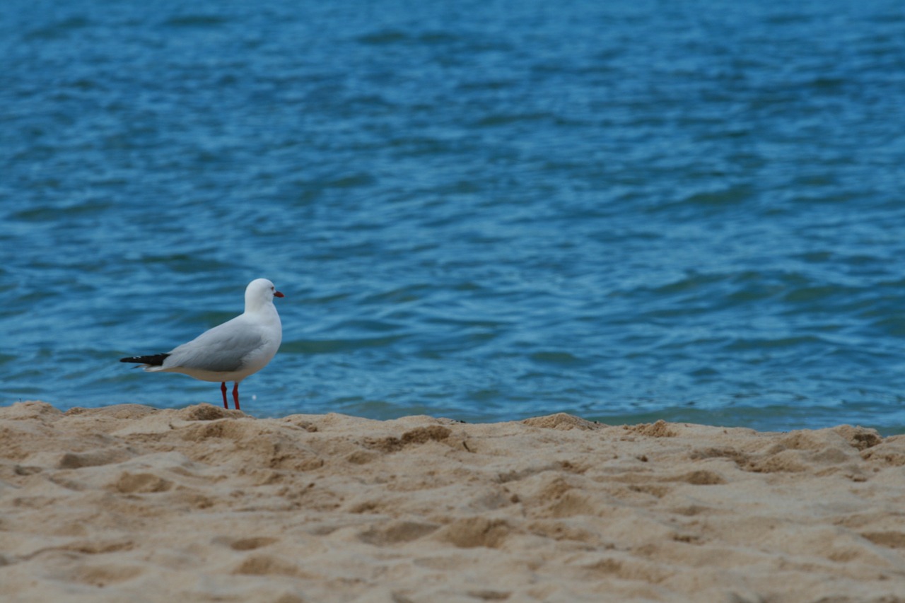 seagull bird beach free photo