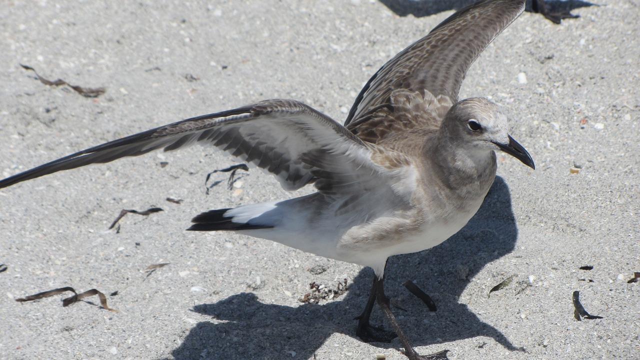 seagull bird summer free photo