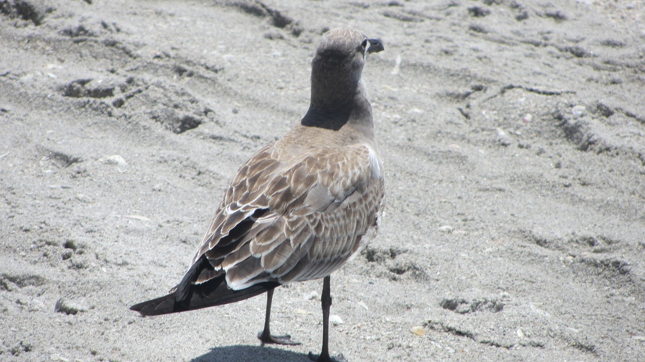 seagull bird nature free photo