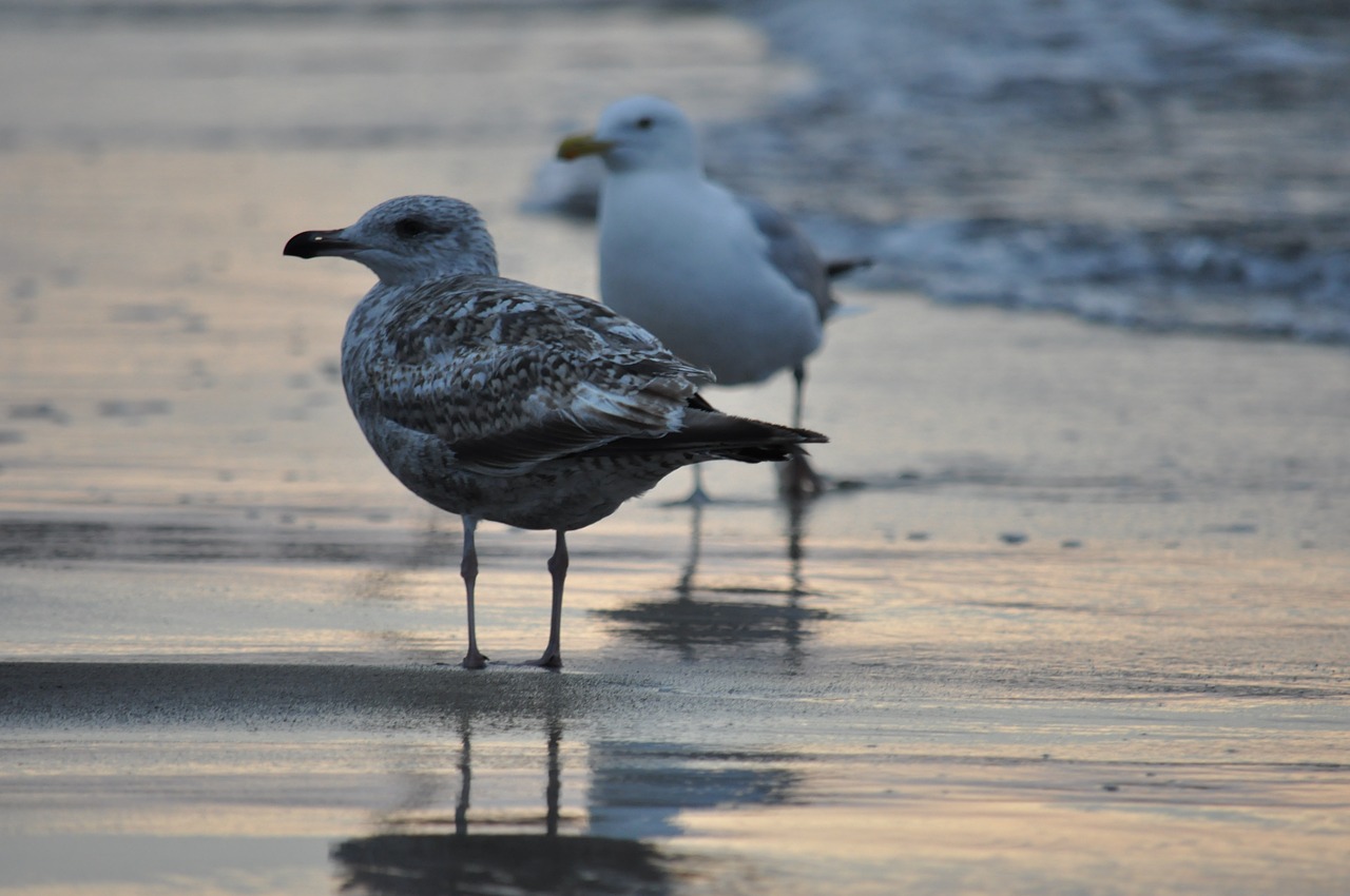 seagull bird sea free photo