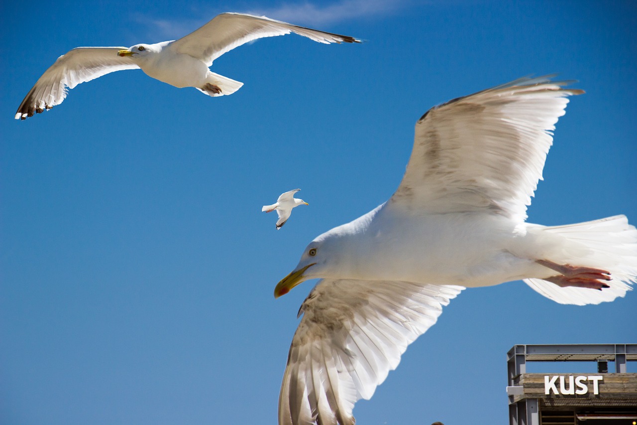 seagull coast bird free photo