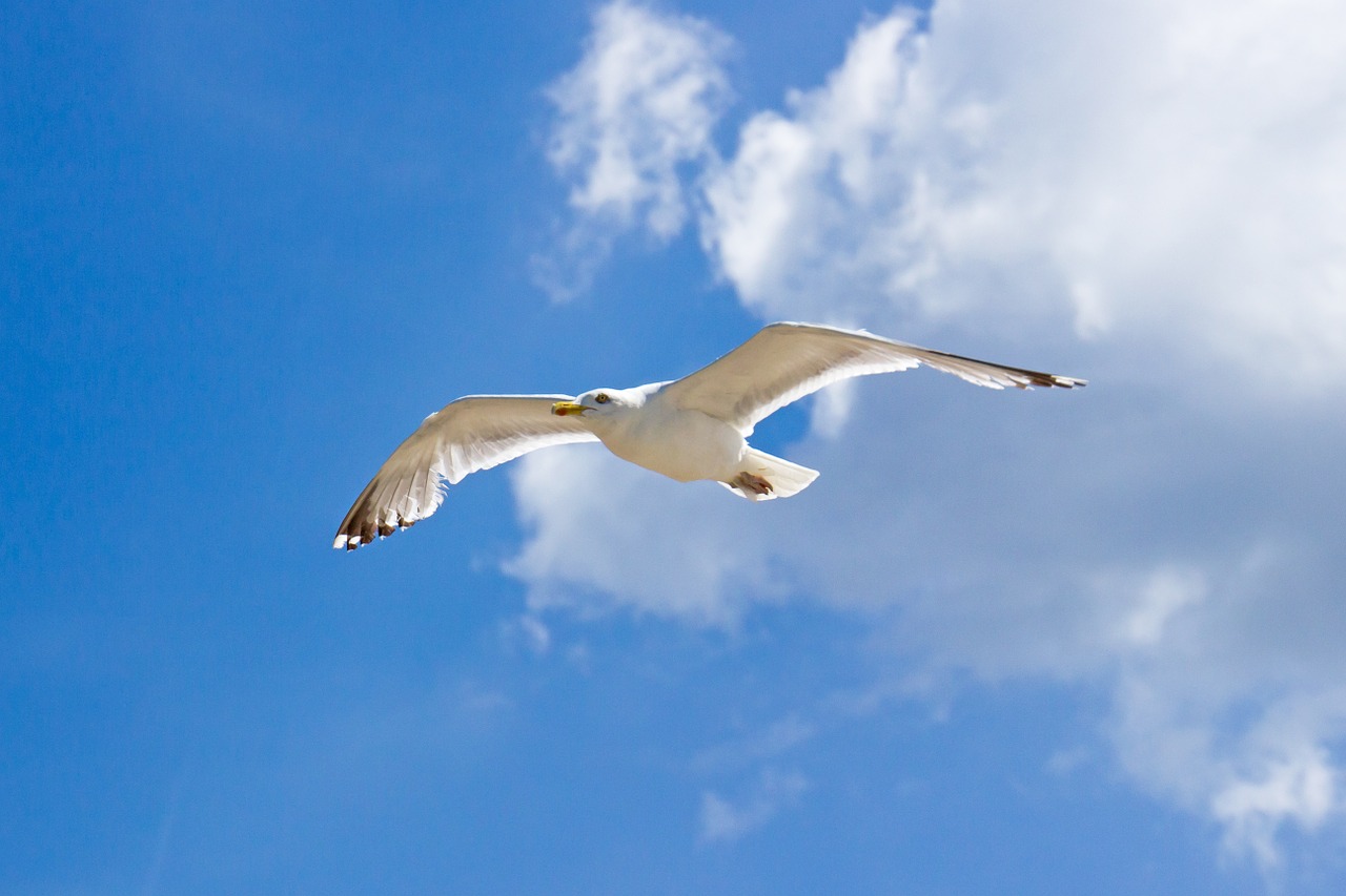 seagull clouds sea free photo