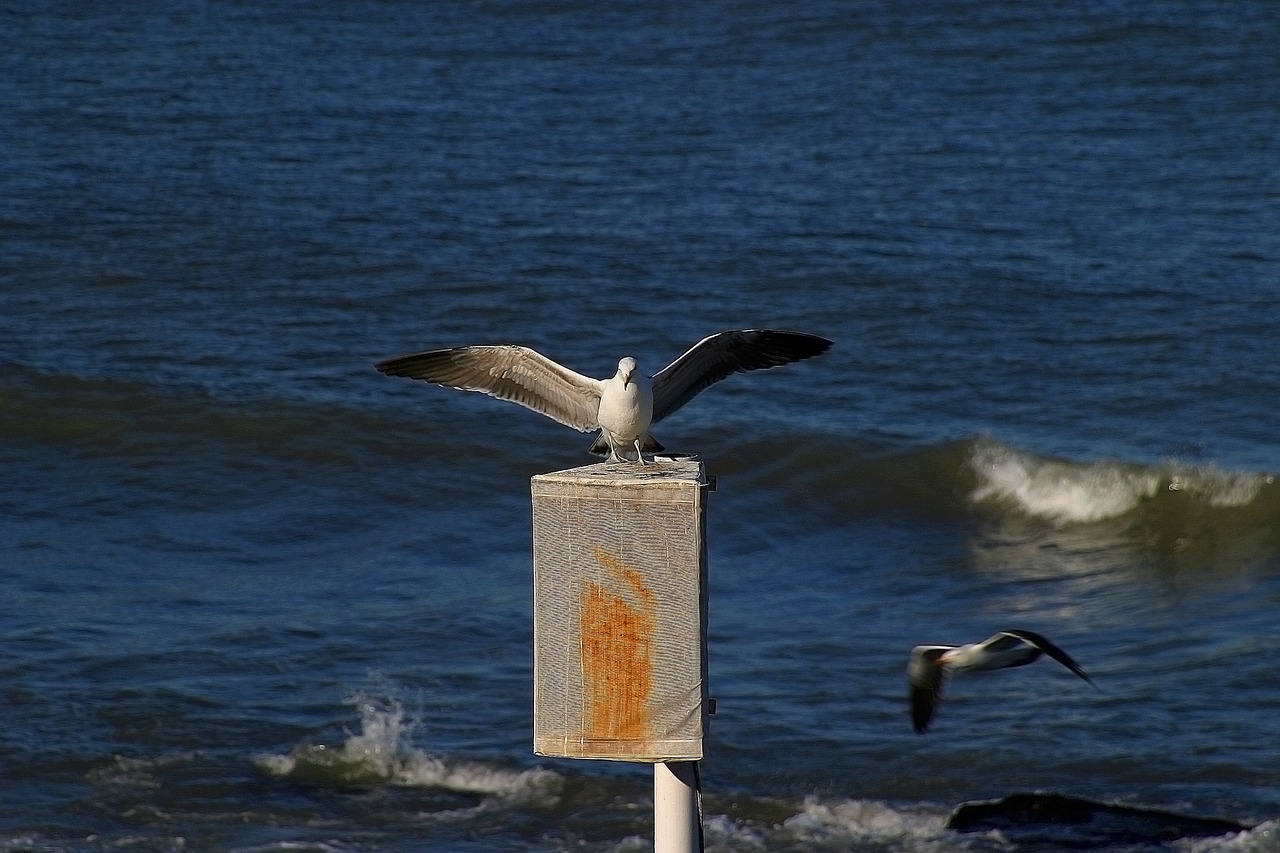 seagull fly ave free photo