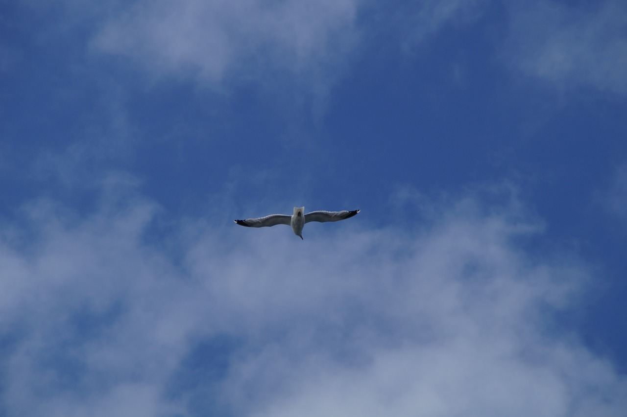 seagull fly sky free photo