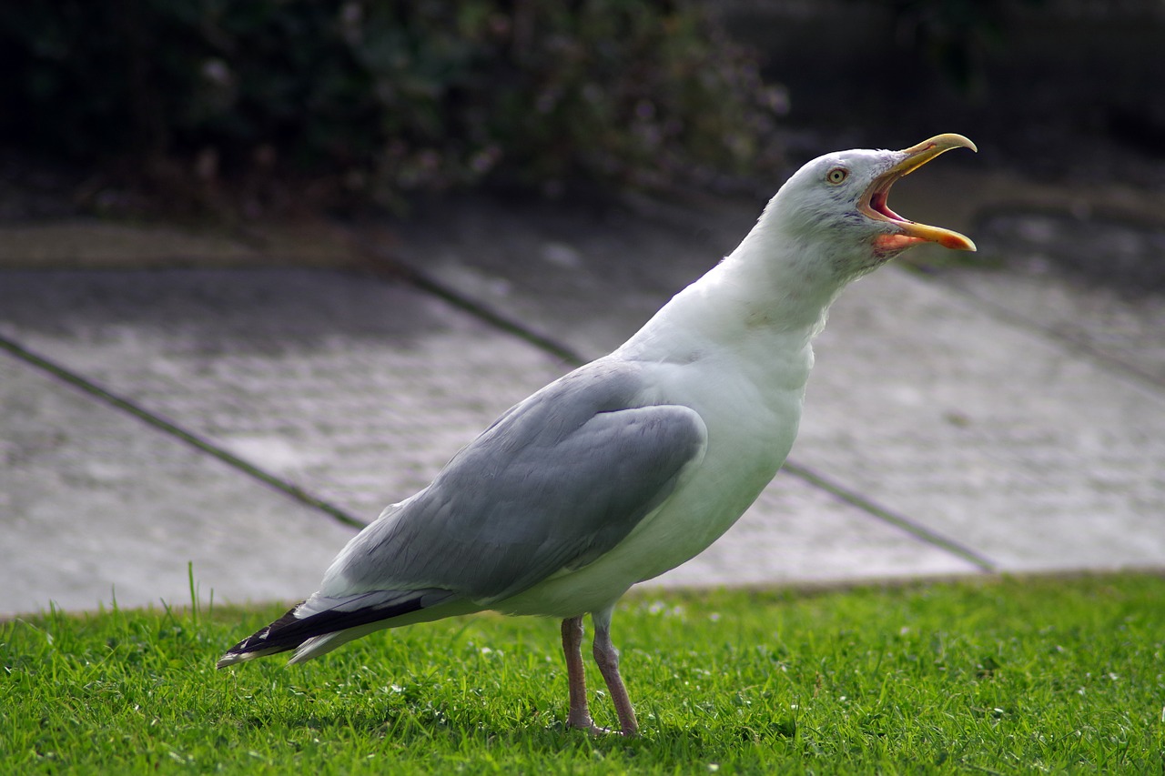 seagull noisy gull free photo