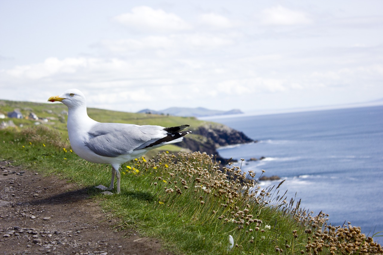 seagull bird coast free photo