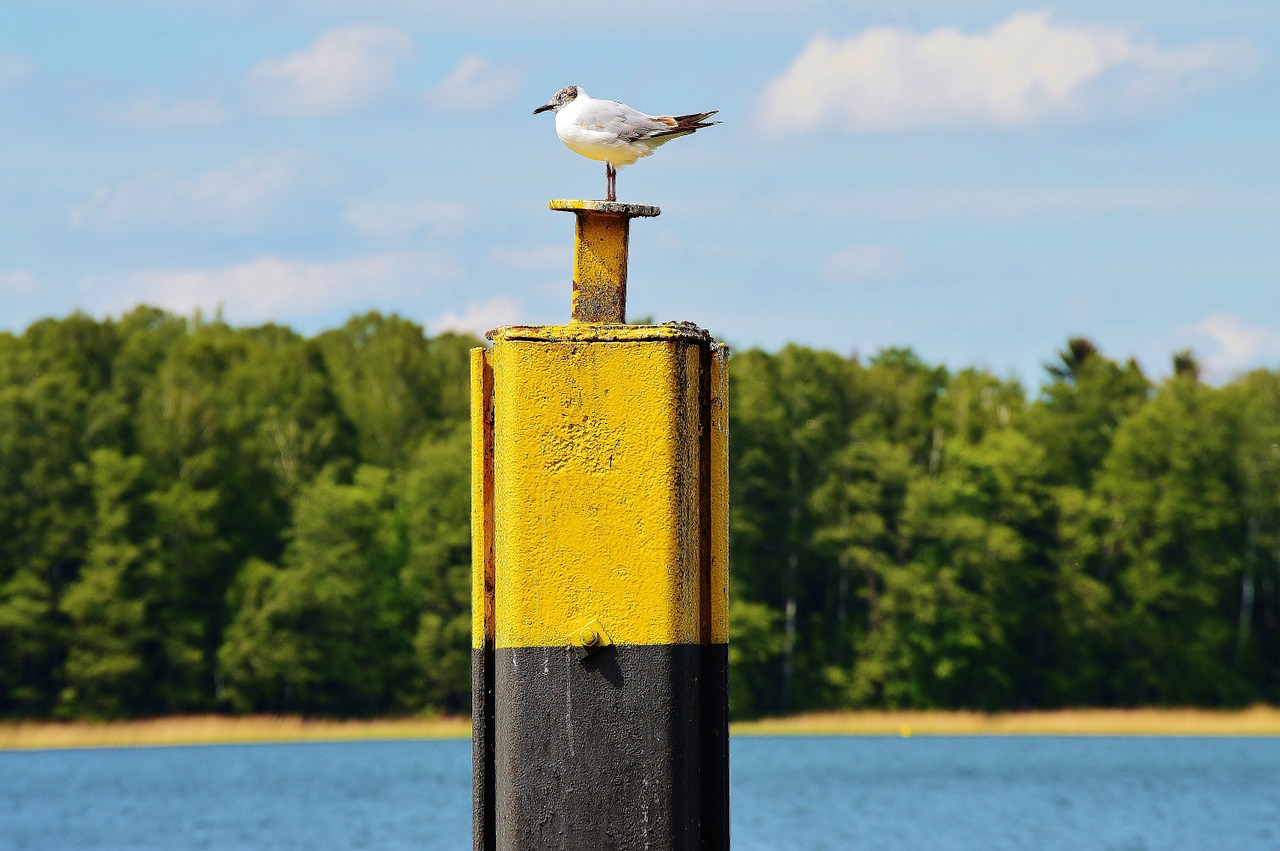 seagull bollards landing bridge free photo