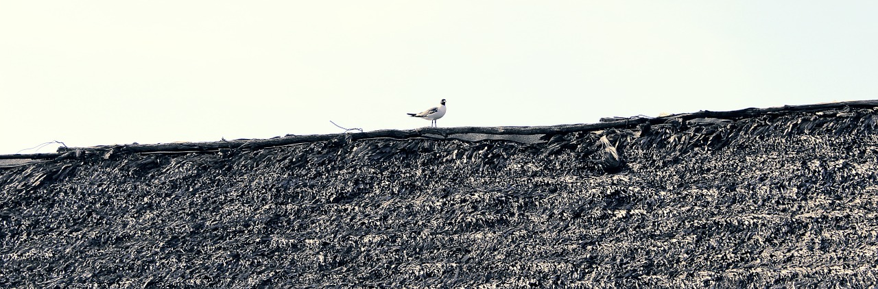 seagull bird animal free photo