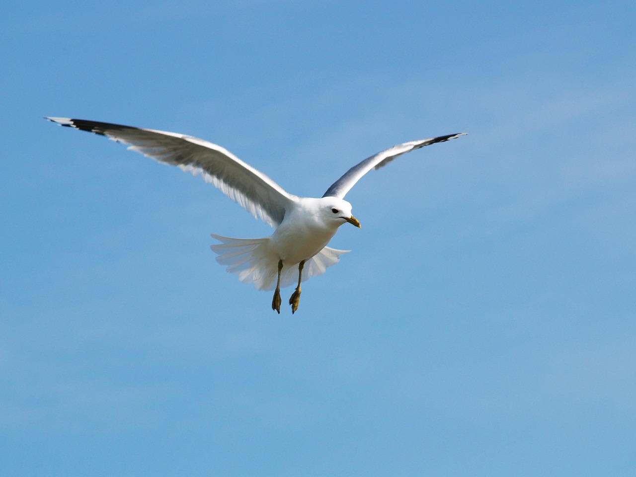 seagull himmel tern free photo