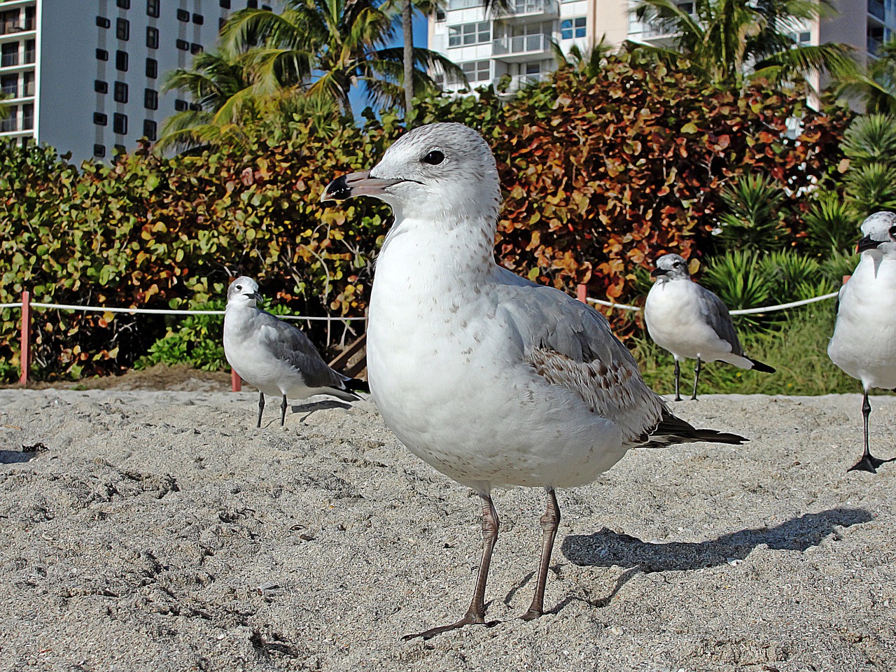 seagull seabirds beach free photo