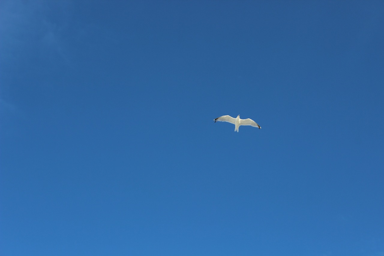 seagull blue sky free photo