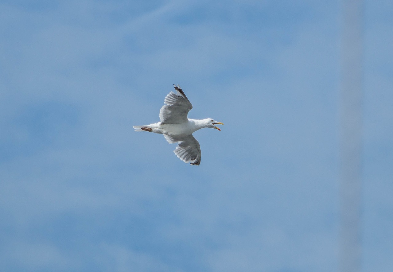 seagull fly bird free photo