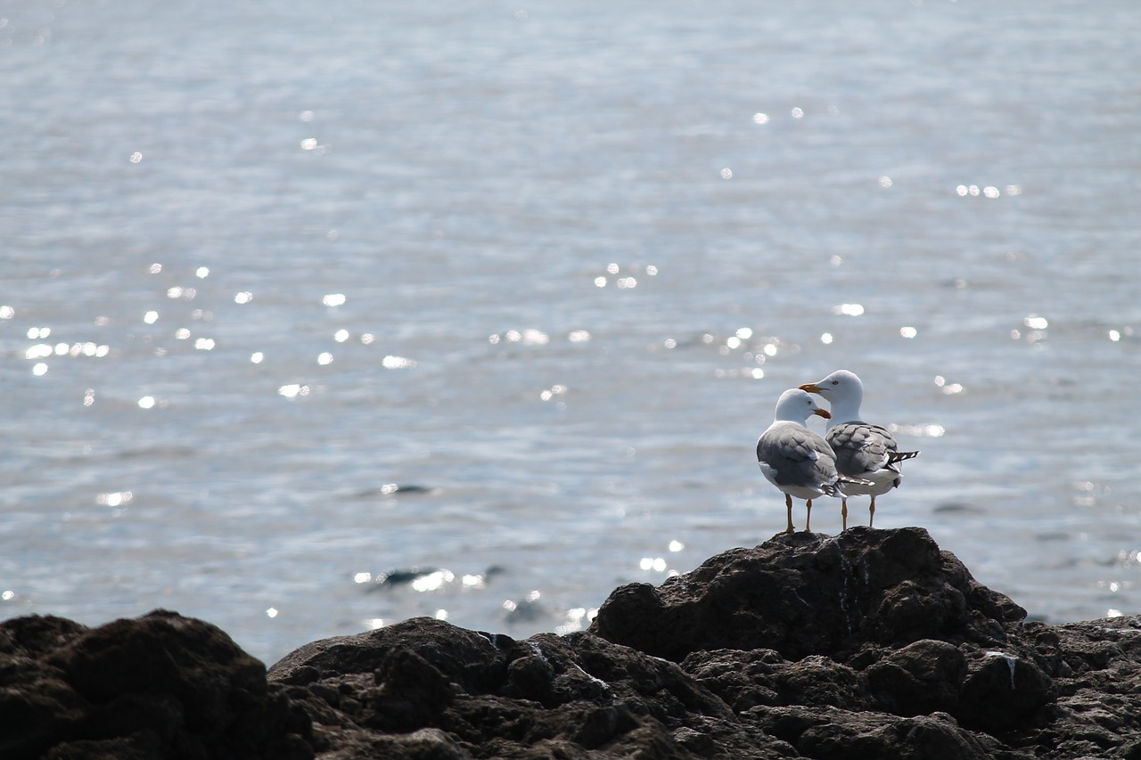 seagull love sea free photo