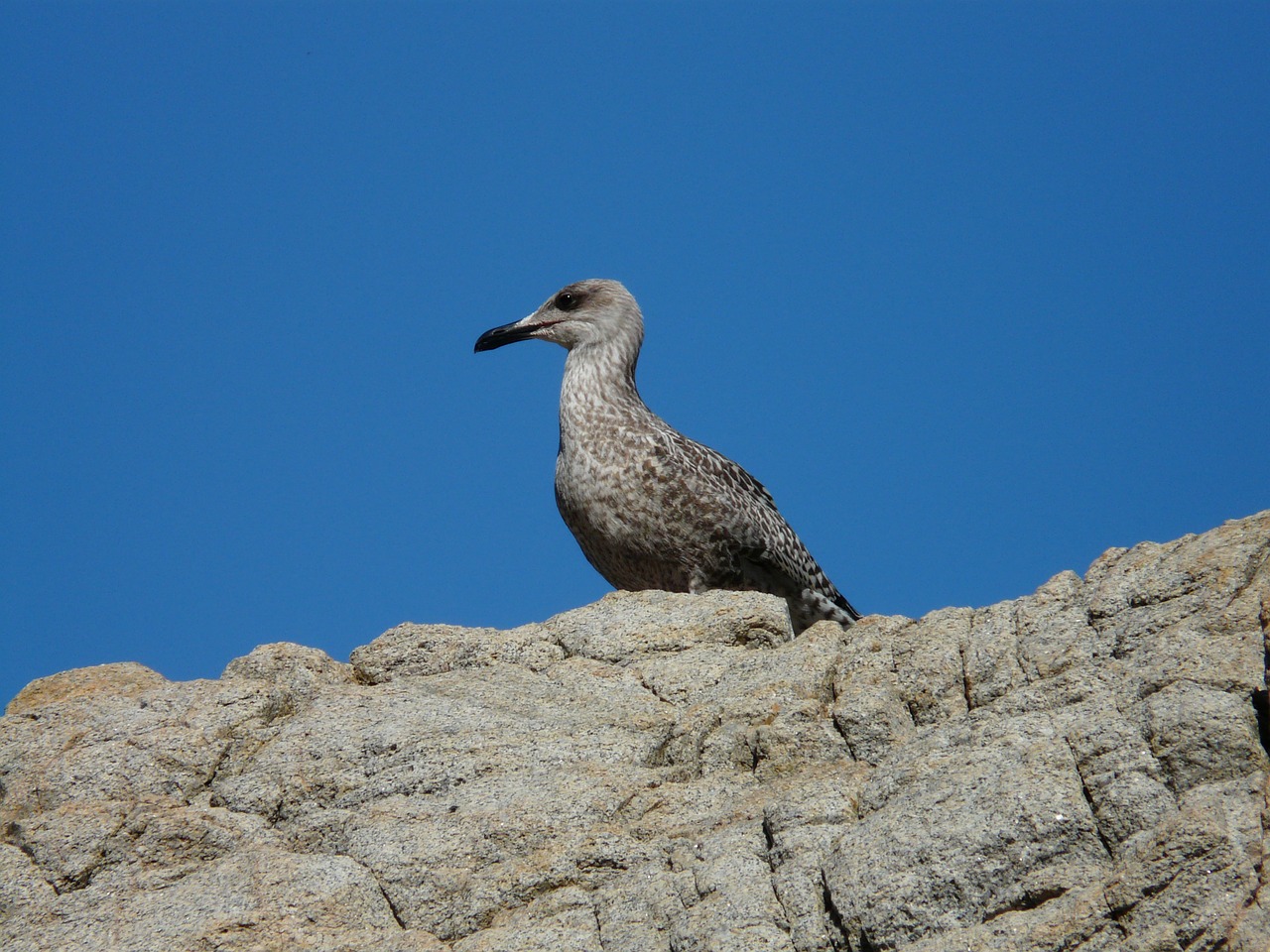 seagull rock animal free photo