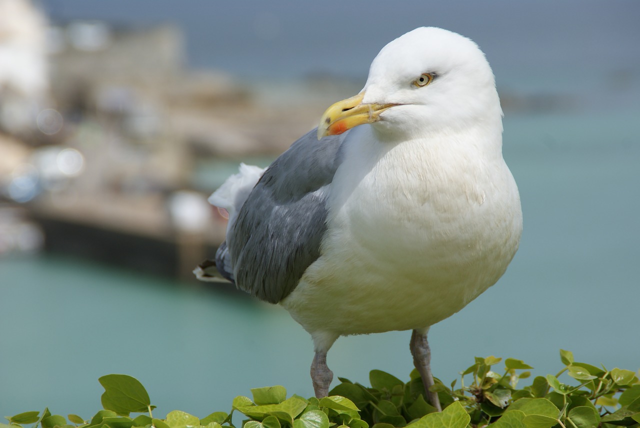 seagull bird animal free photo