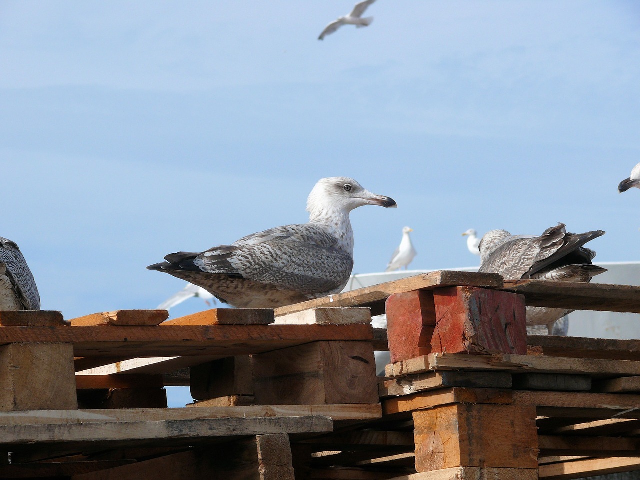 seagull scheveningen bird free photo