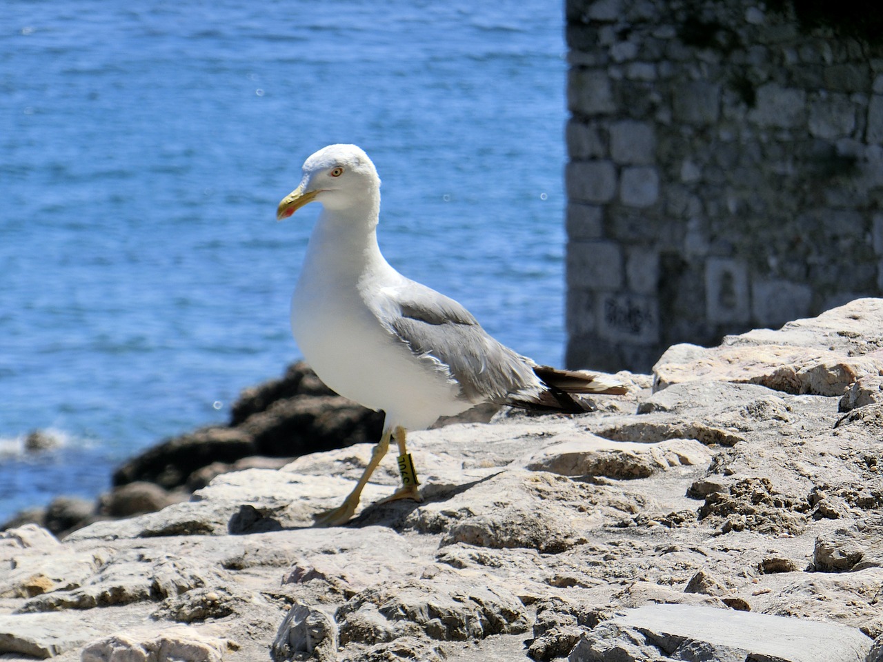 seagull sea water free photo