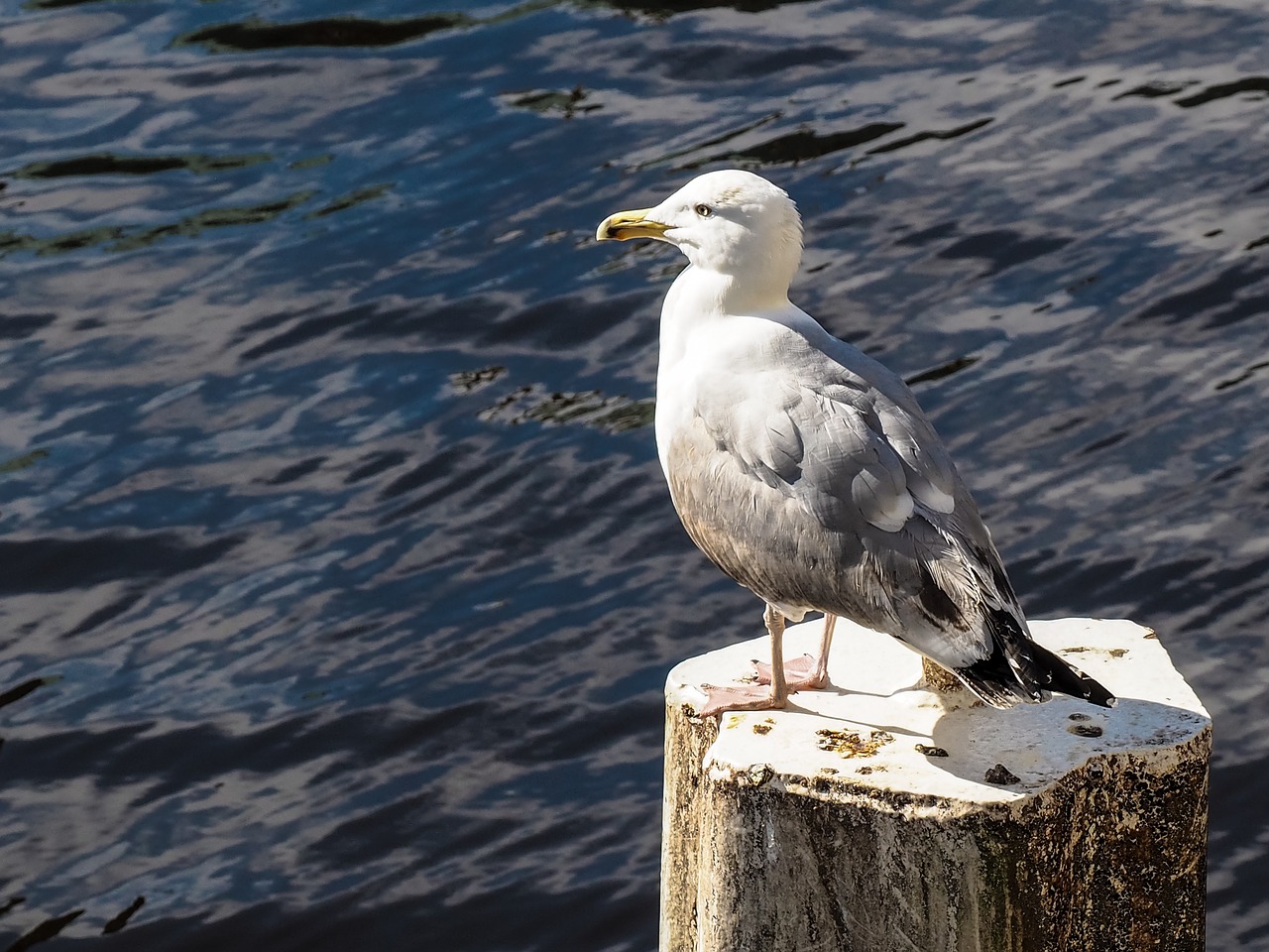 seagull bollard water free photo